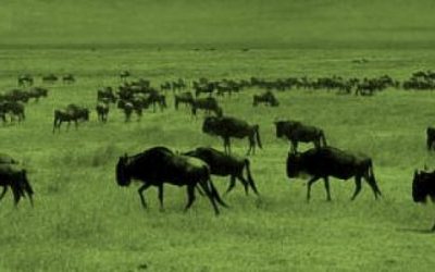 Serengeti National Park