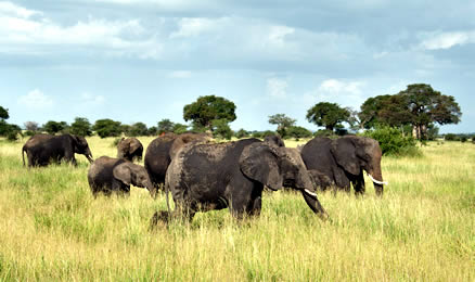 Tarangire National Park